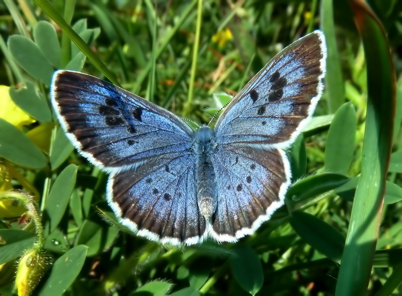 Phengaris arion = Maculinea arion